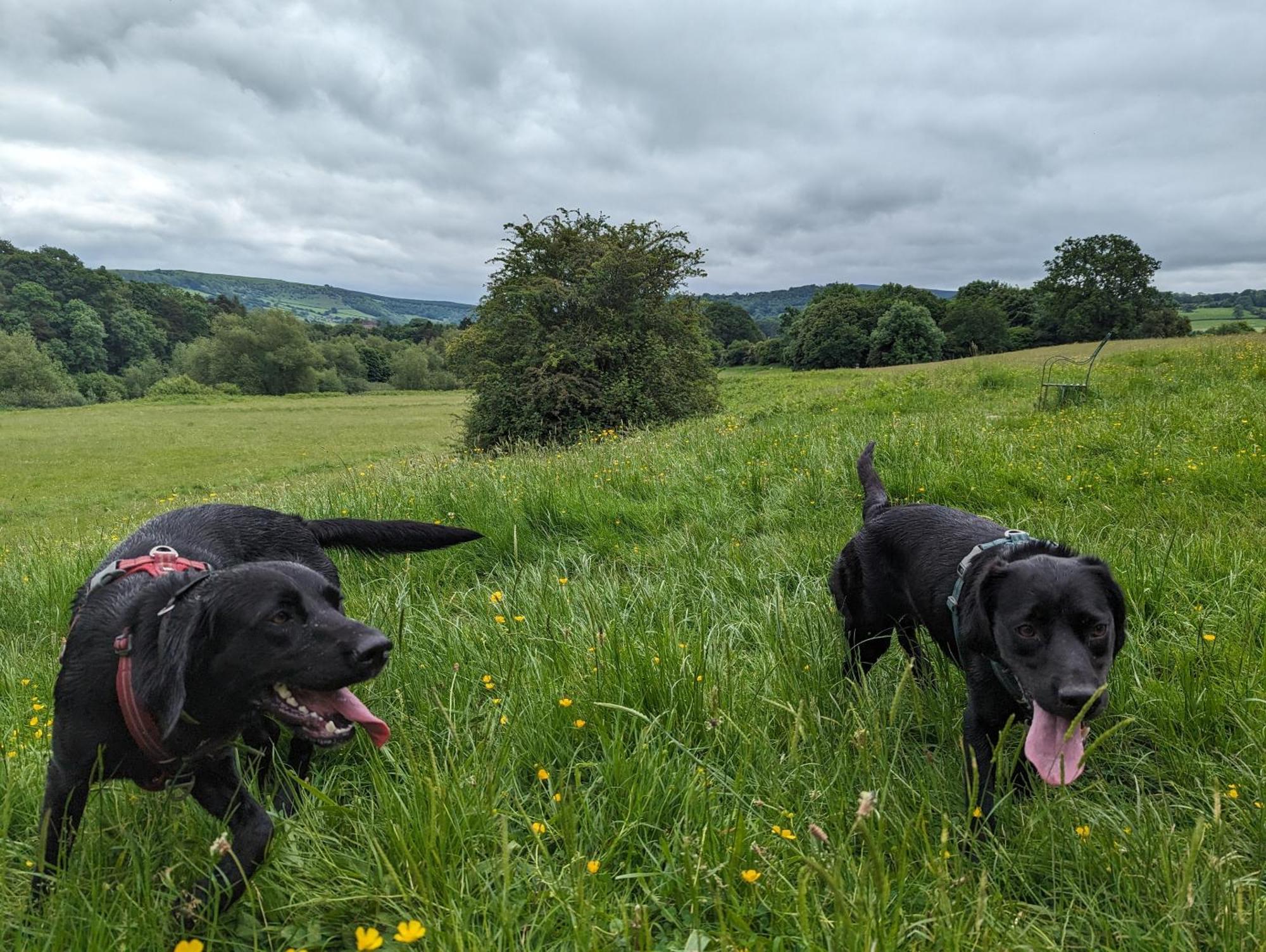 Whitney-on-Wye The Agents House, Bed & Breakfast المظهر الخارجي الصورة